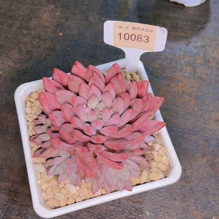 重**始水晶球一物一拍10083