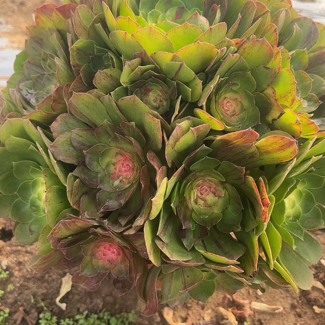 12.10.24花月夜多肉植物