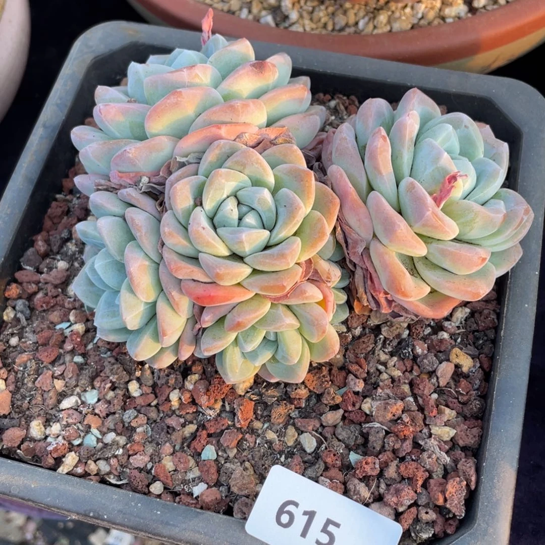 615冰玉群生多肉植物老桩