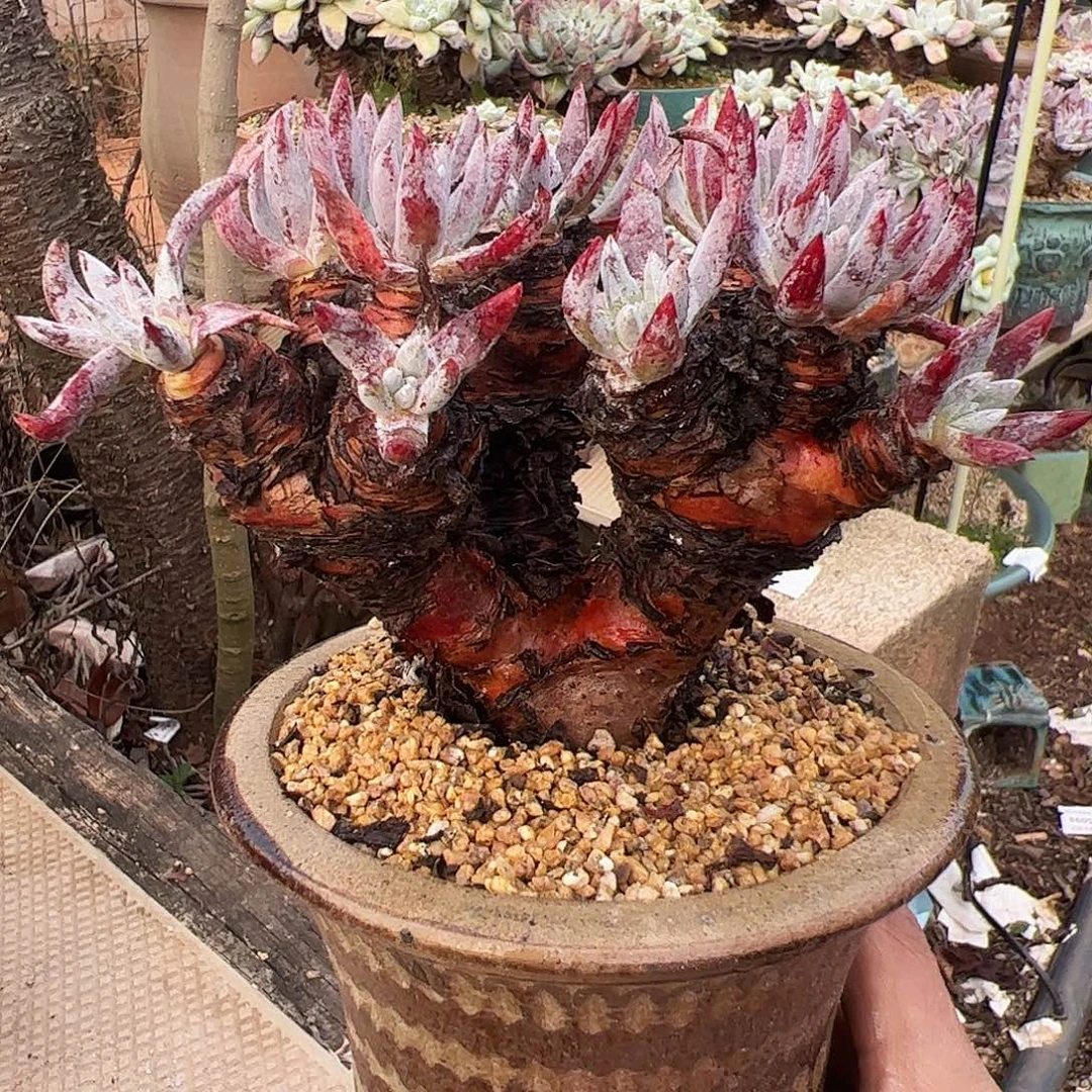 5338海瑟仙女杯多肉