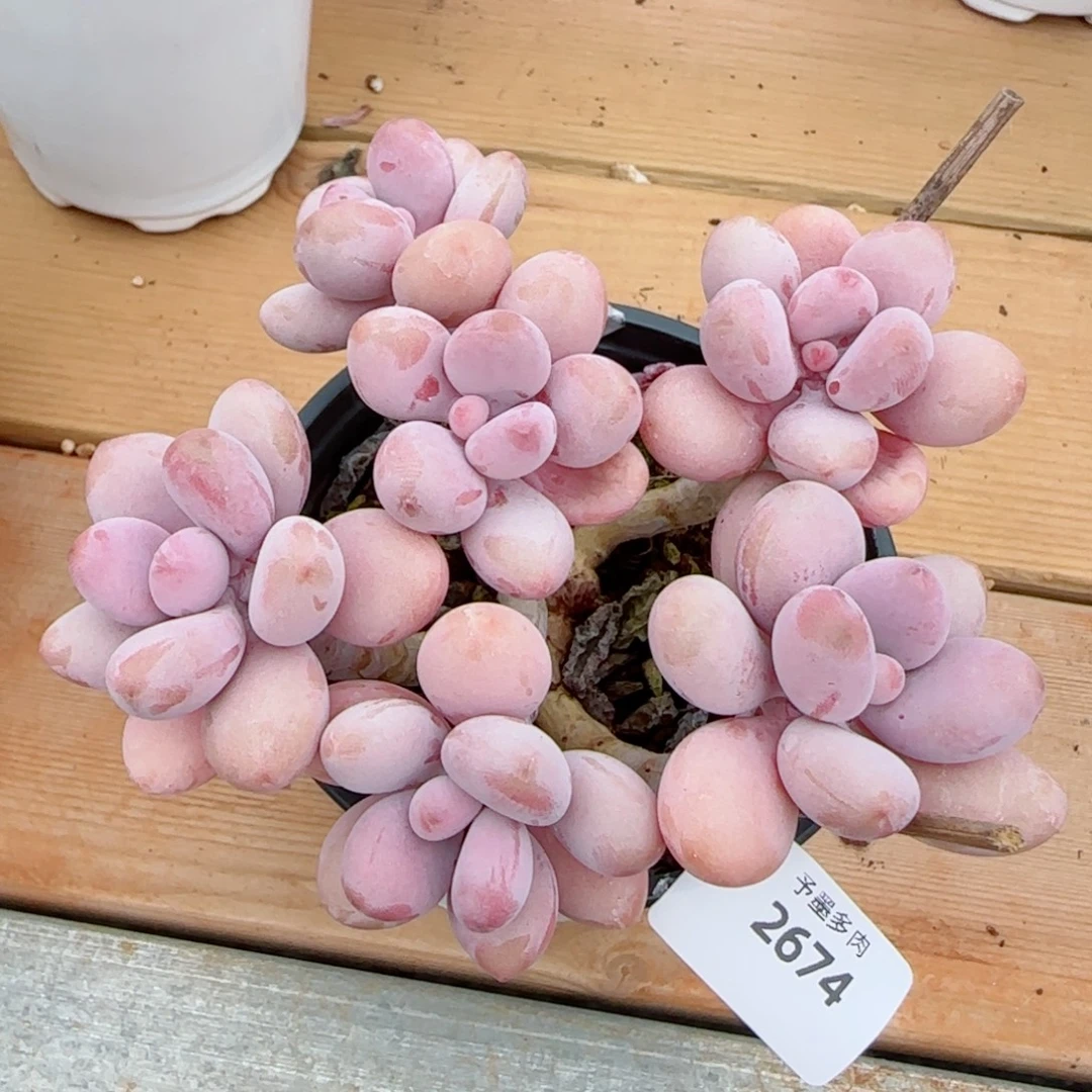 桃蛋无砍，2674多肉植物
