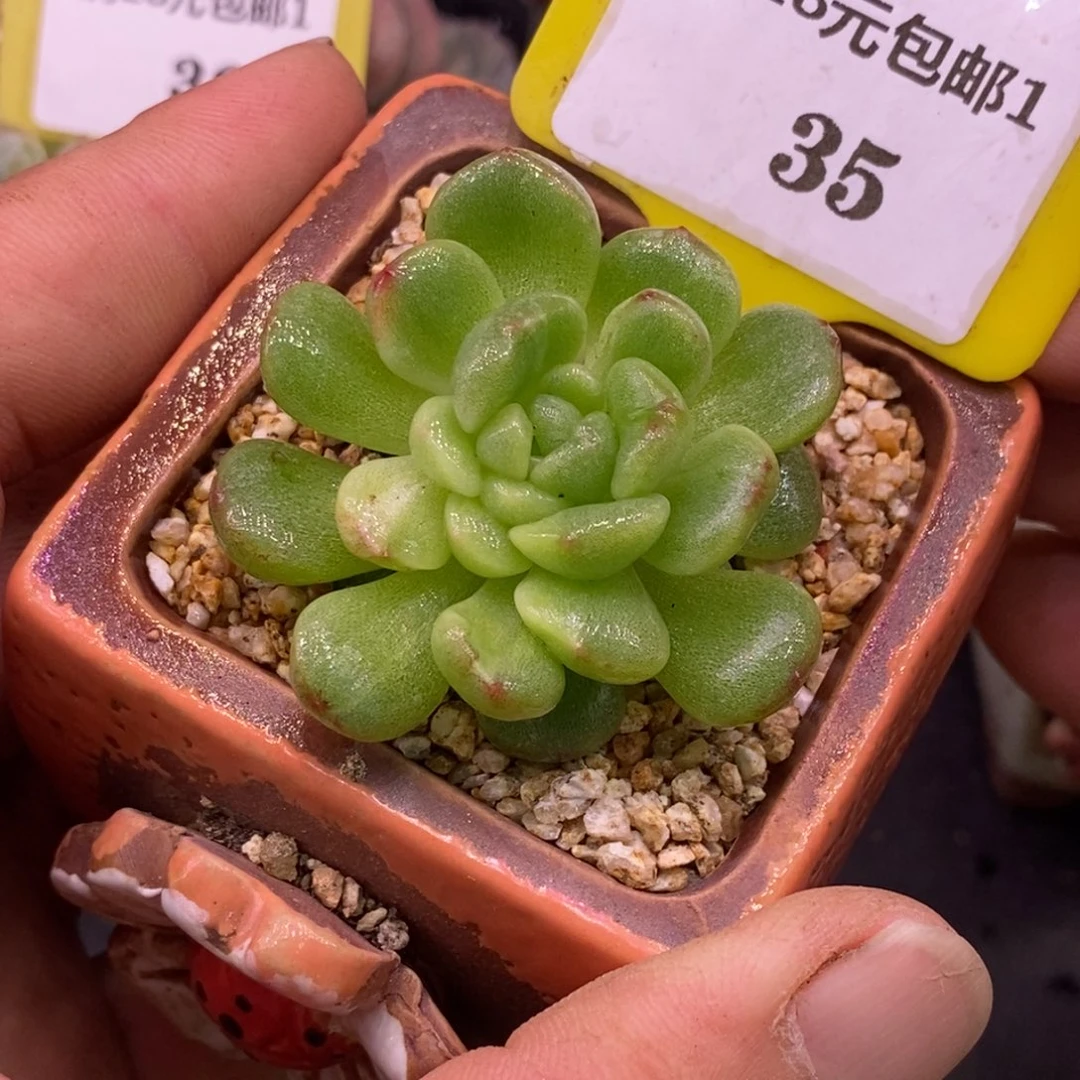 135珍妮石化变异带锦…………