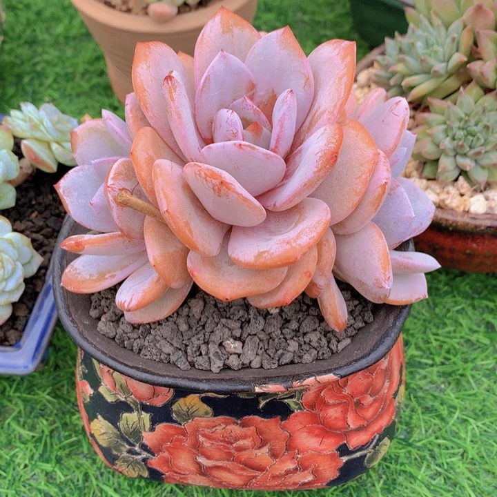 魏***双多肉乐园奶茶补差价虞美人