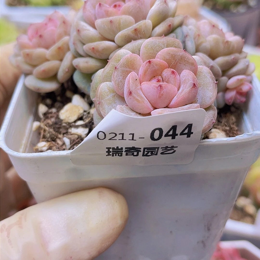 花****a00000000044一物一拍