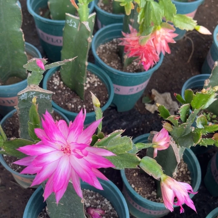 一***！5号038粉色花朵00000