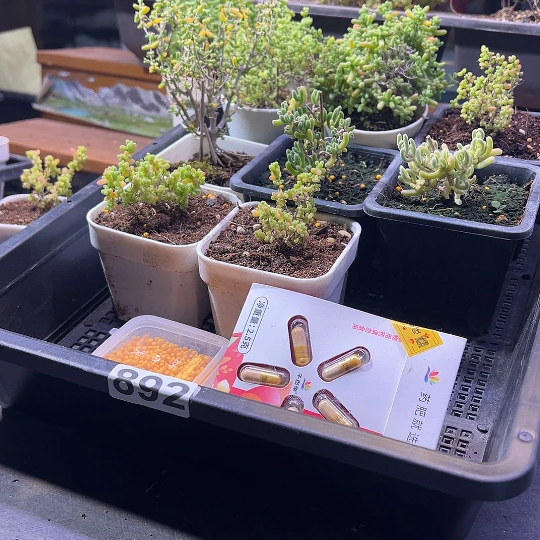 枝干番杏多肉植物892安