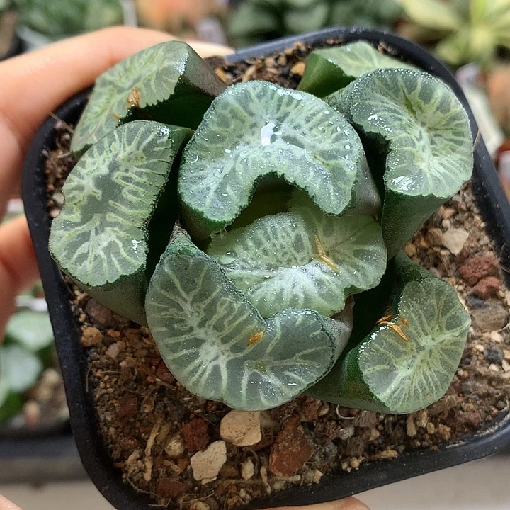 巨大花菱okloo带盆土发货z