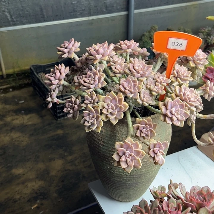 杰***哥完全开放阿伦佩多肉植物036