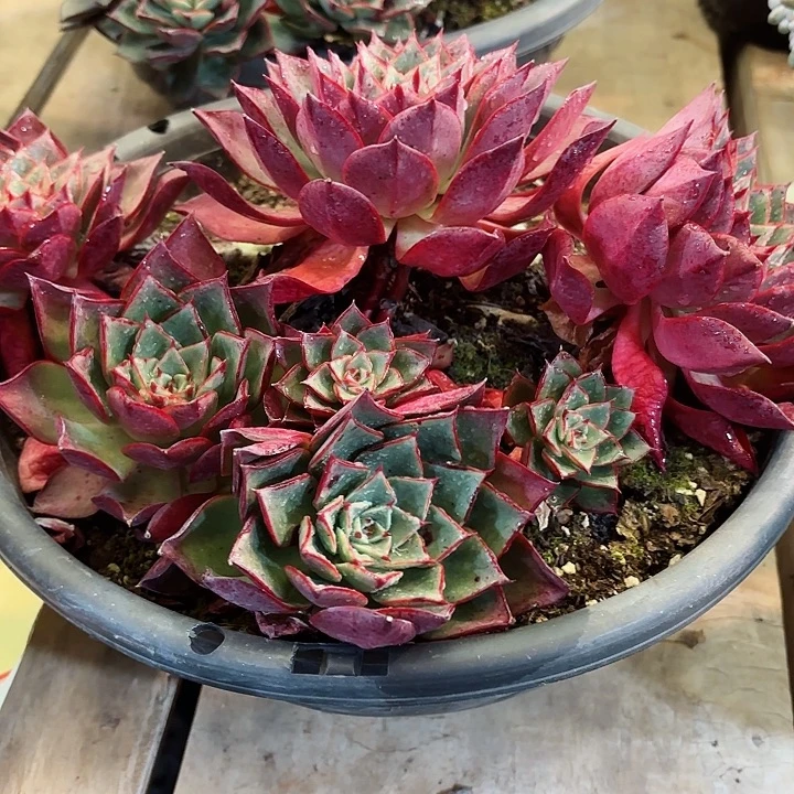 斗牛士一物一拍15号