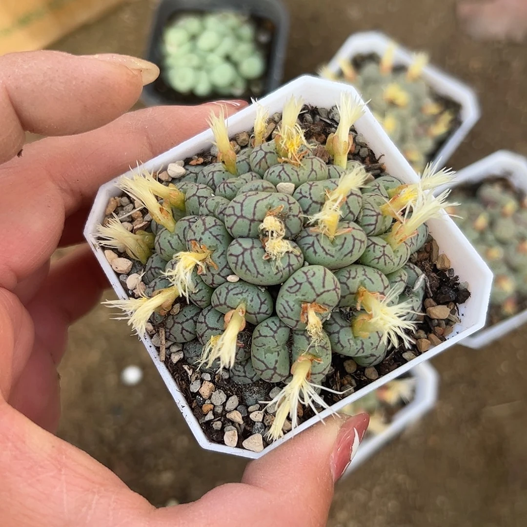 多肉植物多肉植物