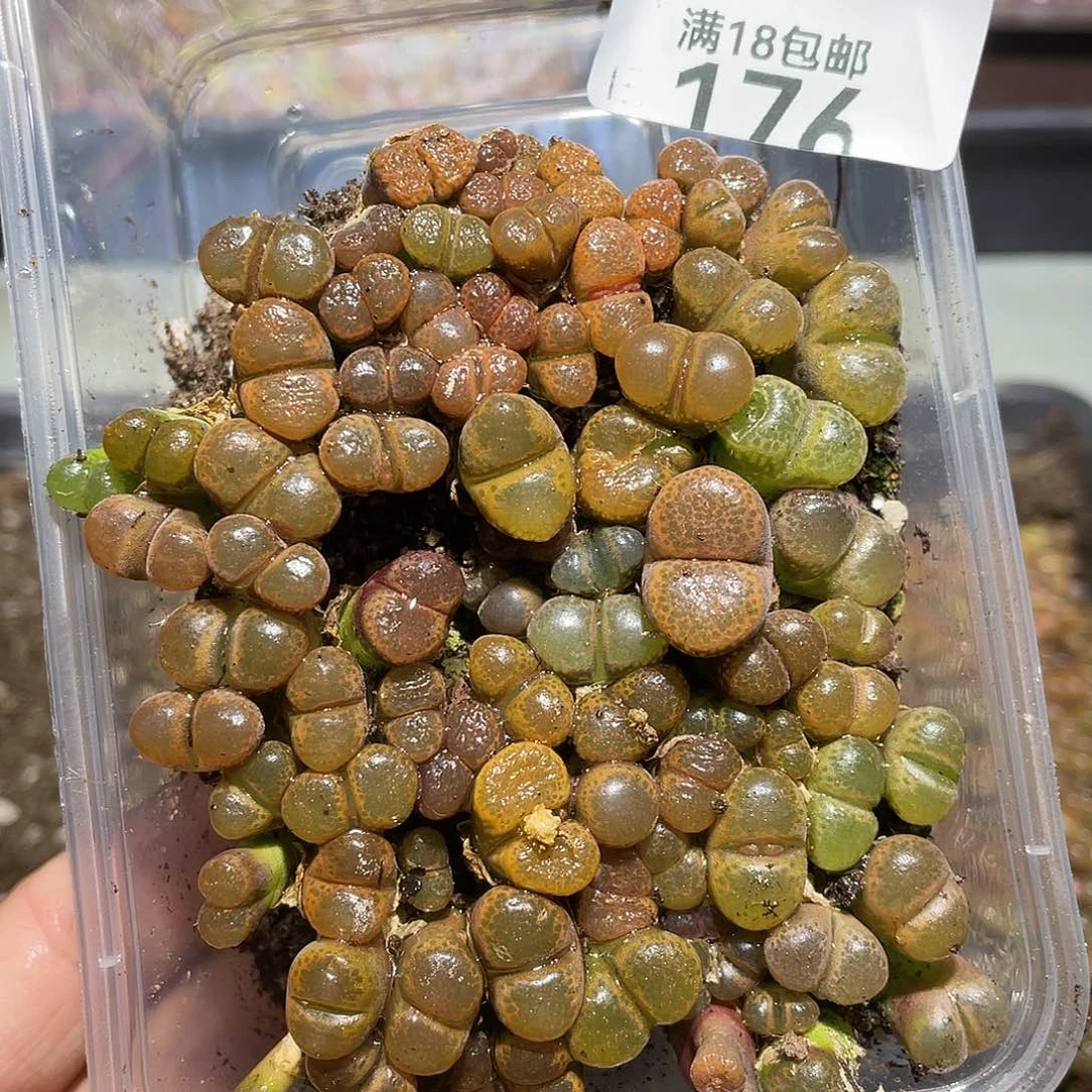176当天凑满十八元包邮生石花