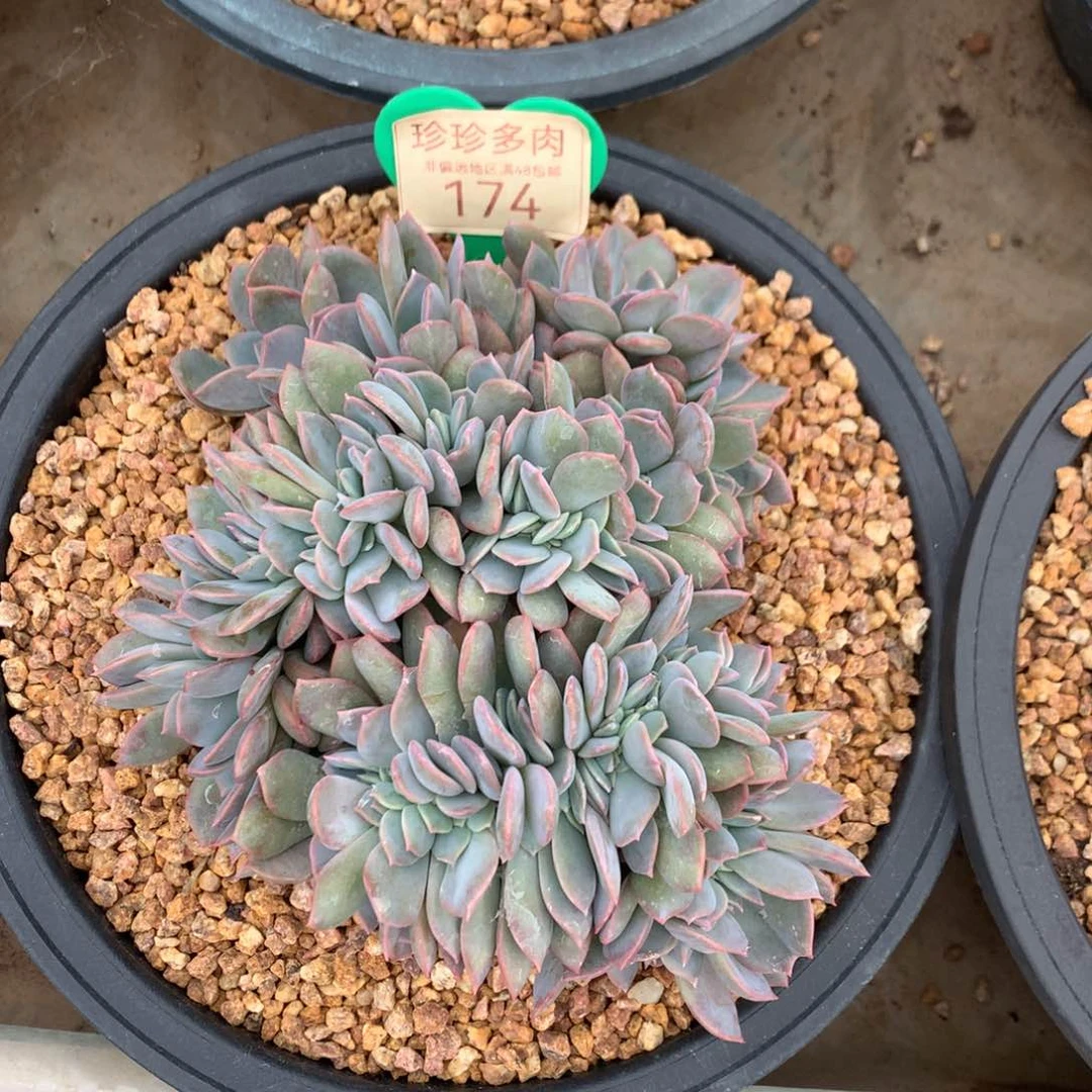 提拉米苏缀化一物一拍174