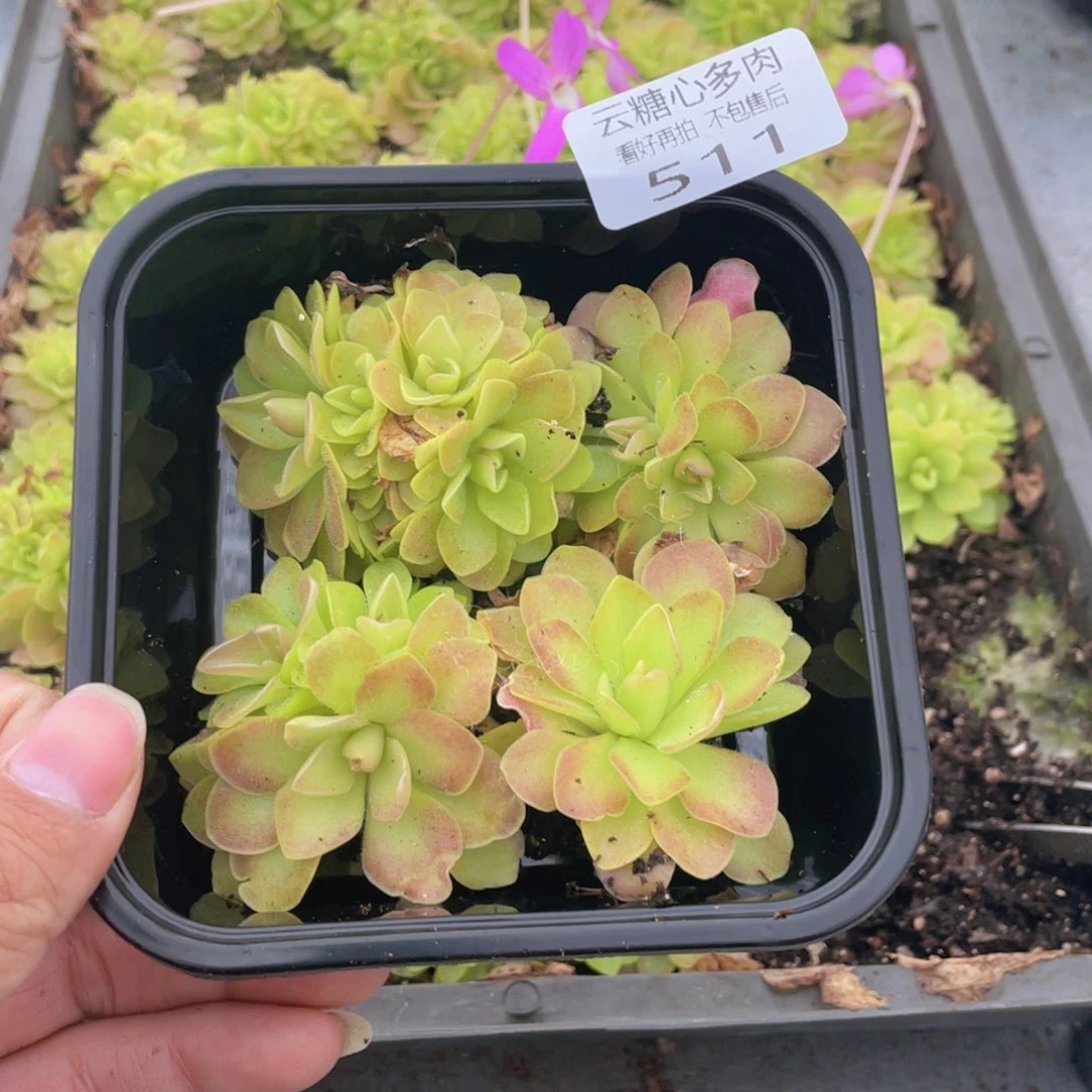 云糖心多肉植物511