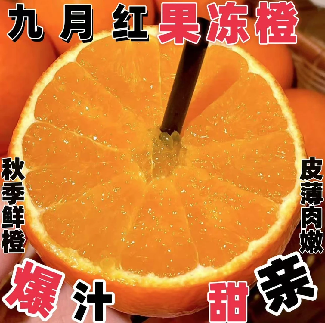 【秭归脐橙】湖北秭归九月红脐橙新鲜采摘细嫩多汁香甜爽口爆汁
