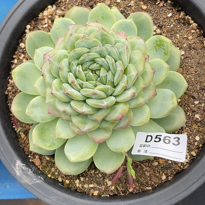 若如东云单拍D563