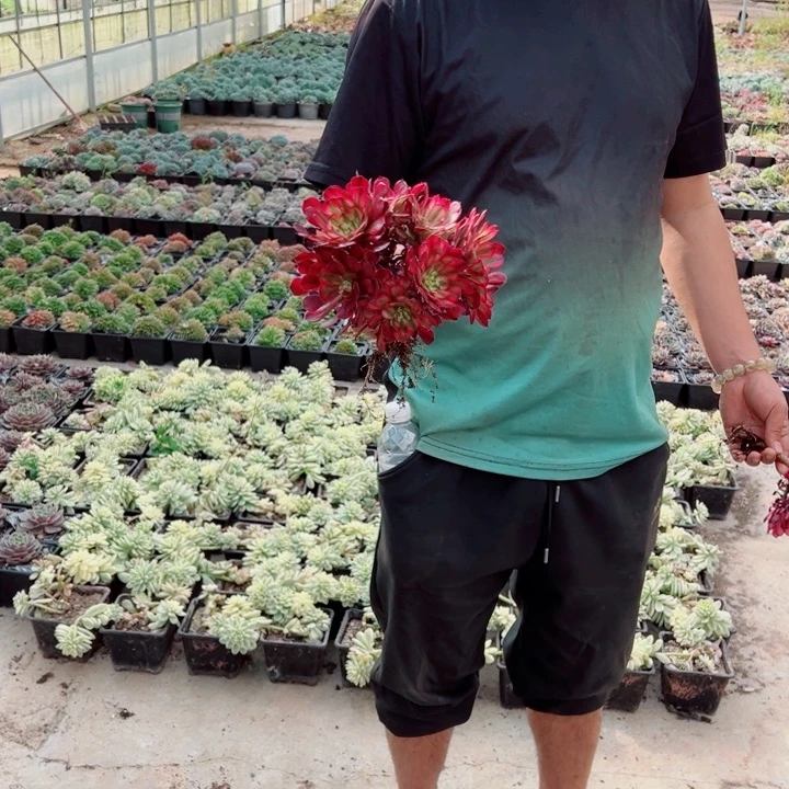 小颗白月光多肉法师