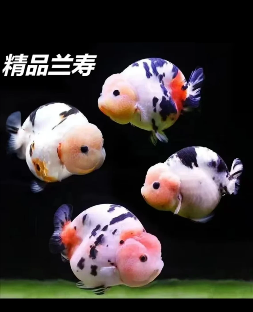 精选兰寿金鱼 一鱼一拍 尺寸颜色以直播间为准