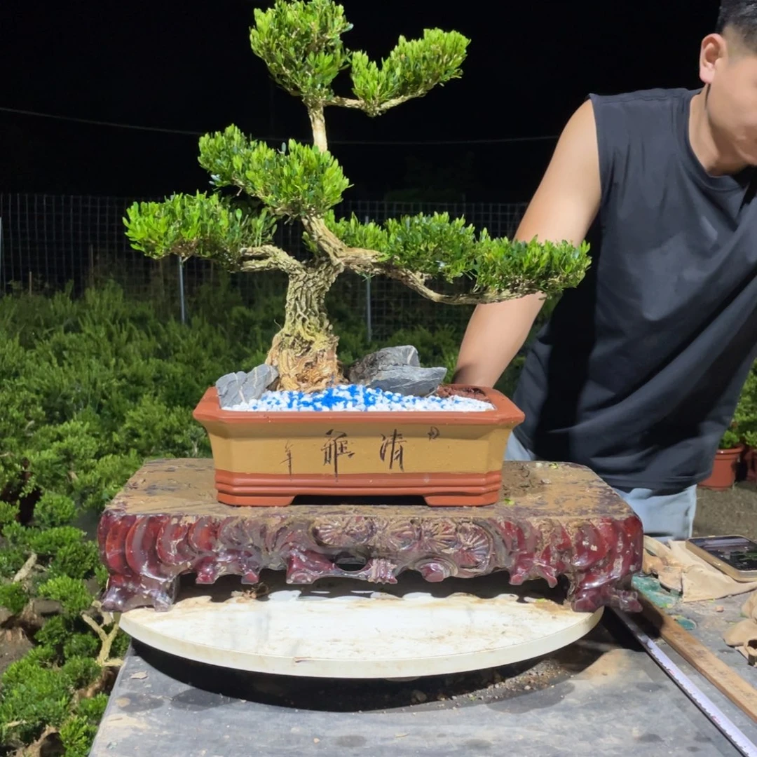 完全开放云***z黄杨盆景