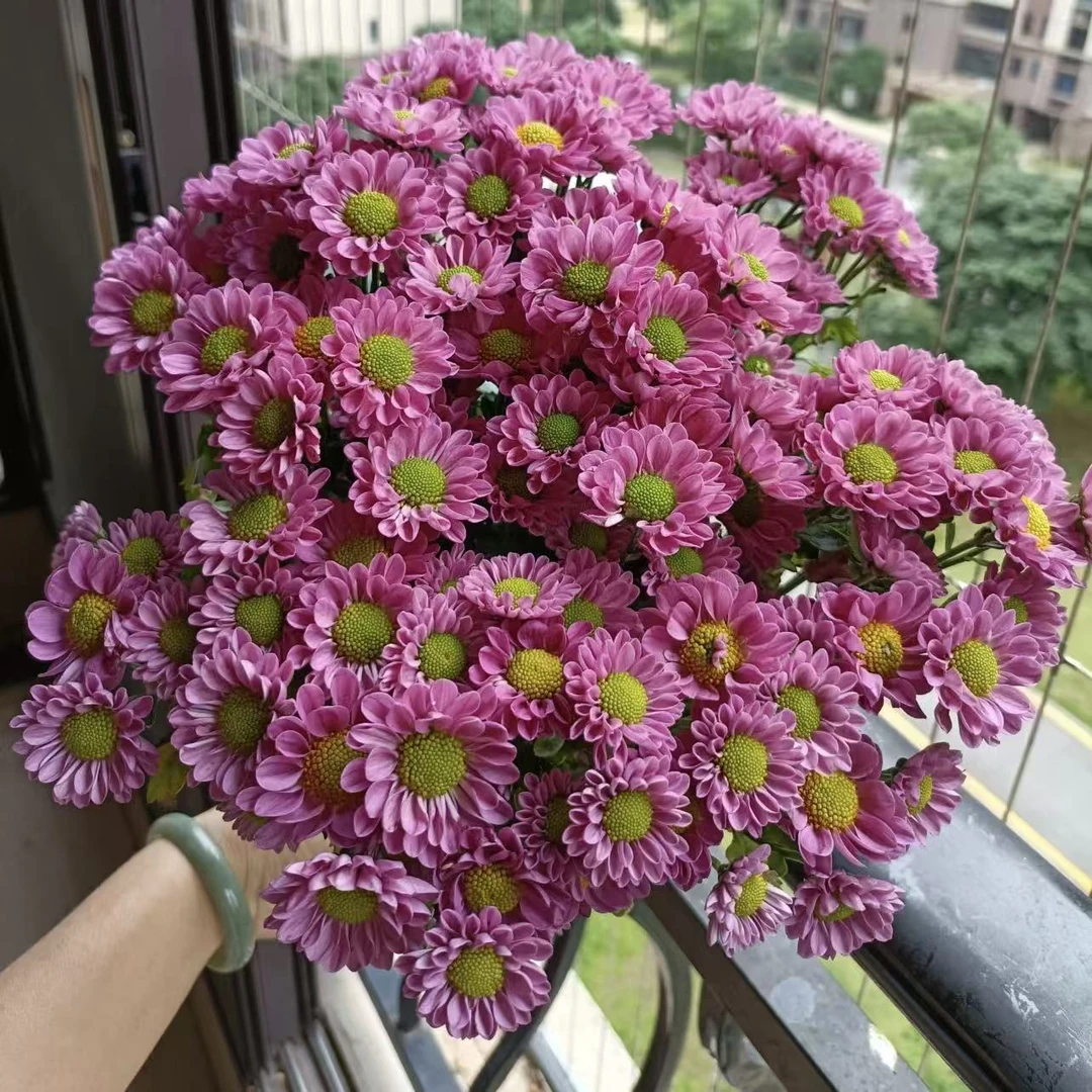 水蜜桃小菊花盆栽颜值高花期长耐晒庭院阳台新手易养护