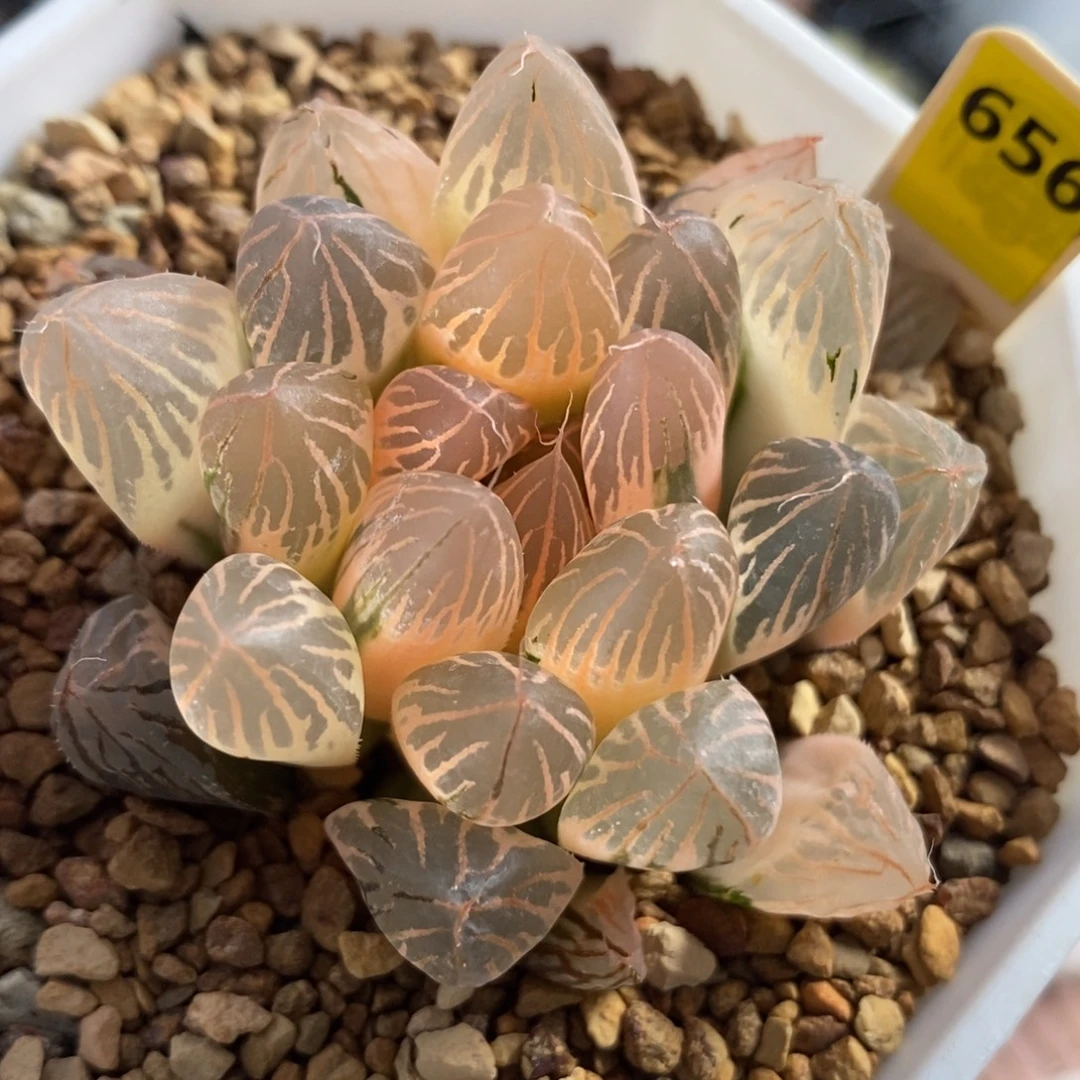 656胭脂玉露锦一物一拍
