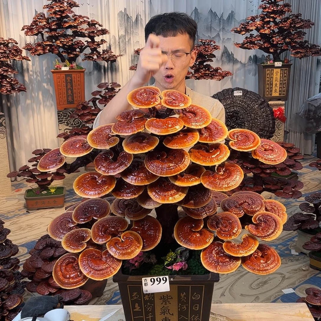 无花朵888888888888