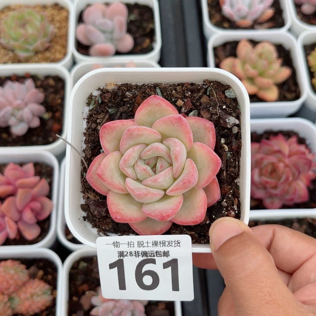 泡芙单头无盆土发货