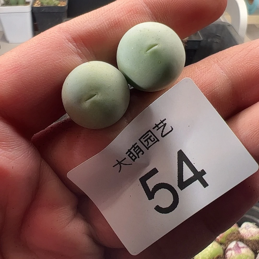 一物一拍。        54