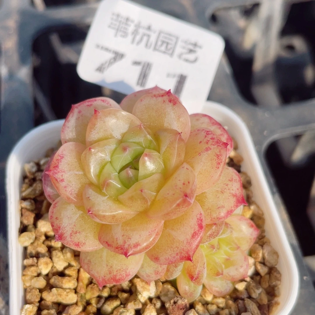 711越努人是我永远都不知道