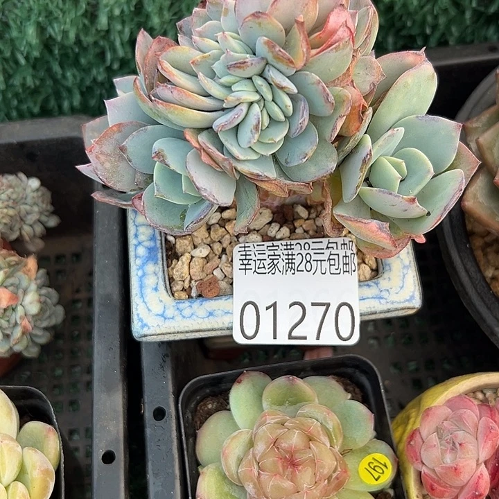 幸运儿是一位非常优秀幸运