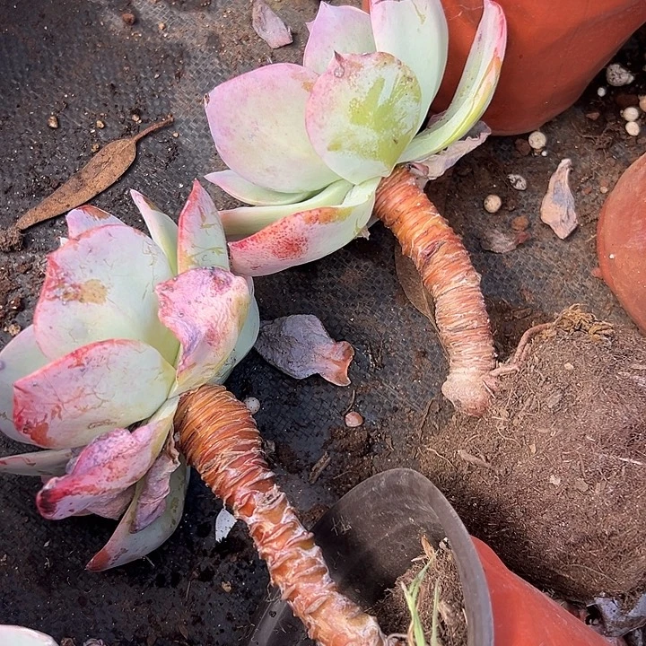 单头血凤两盆。