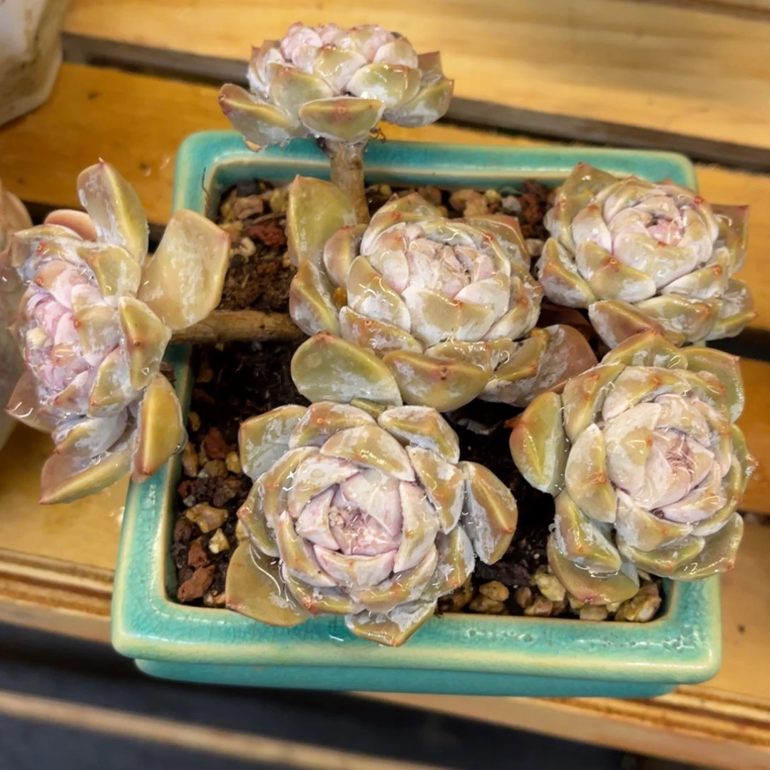 小*华 3737373838383838385353