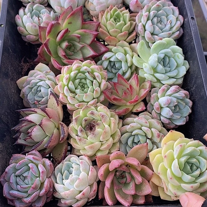 26 多肉植物盆栽花卉植物