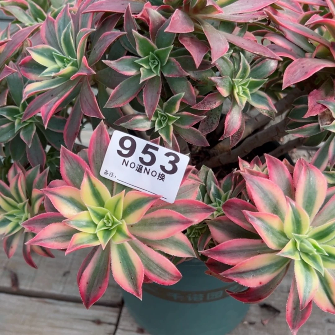 抖***皮953多肉法师枫叶一个