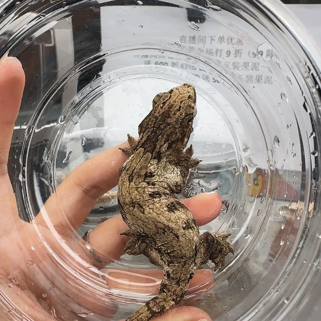 睫角守宫巨人立减500