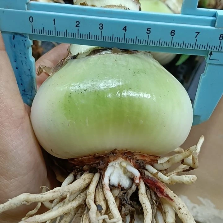 无花朵品种混球7+