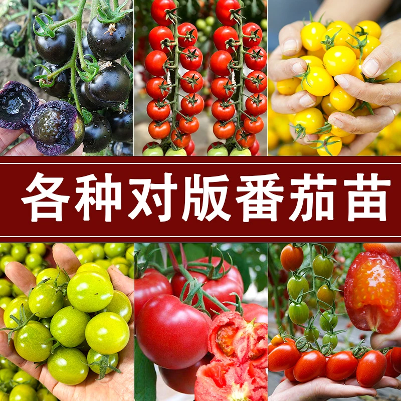 [各种对版番茄苗]超甜爆汁小绿樱桃小番茄苗秧黑紫色番茄苗
