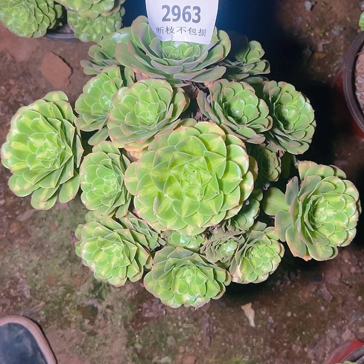 2963翡翠琉璃多肉植物