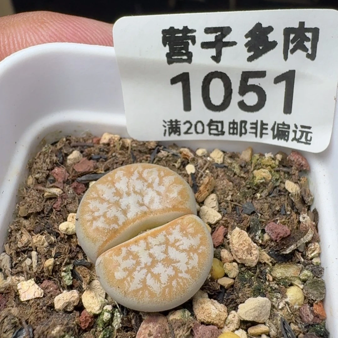 拿铁309A带盆土。