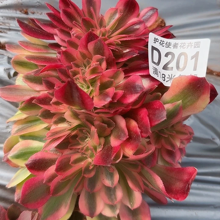 多肉法师香妃缀化