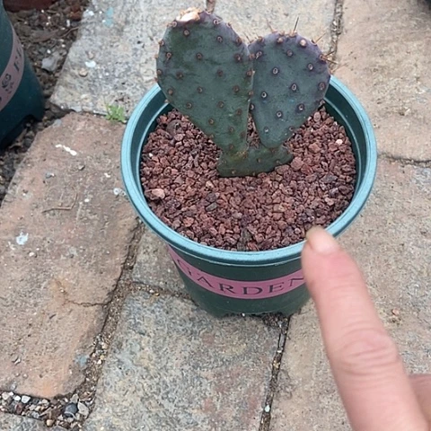 猫***肉仙人掌小莉塔三连片