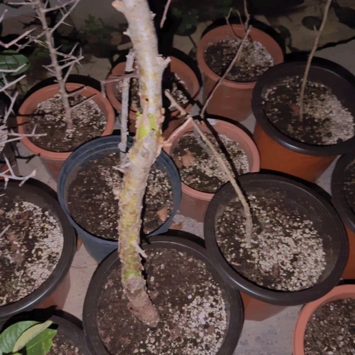 M***n块根植物块根植物