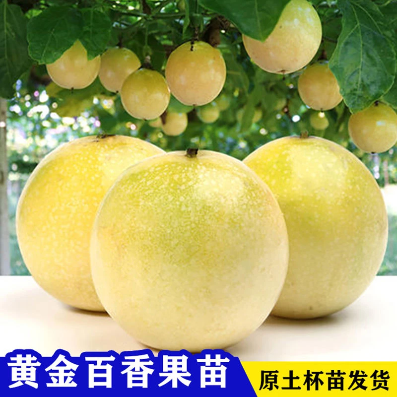 黄金百香果大苗四季耐寒甜黄金品种全国种植嫁接苗正品正宗当季