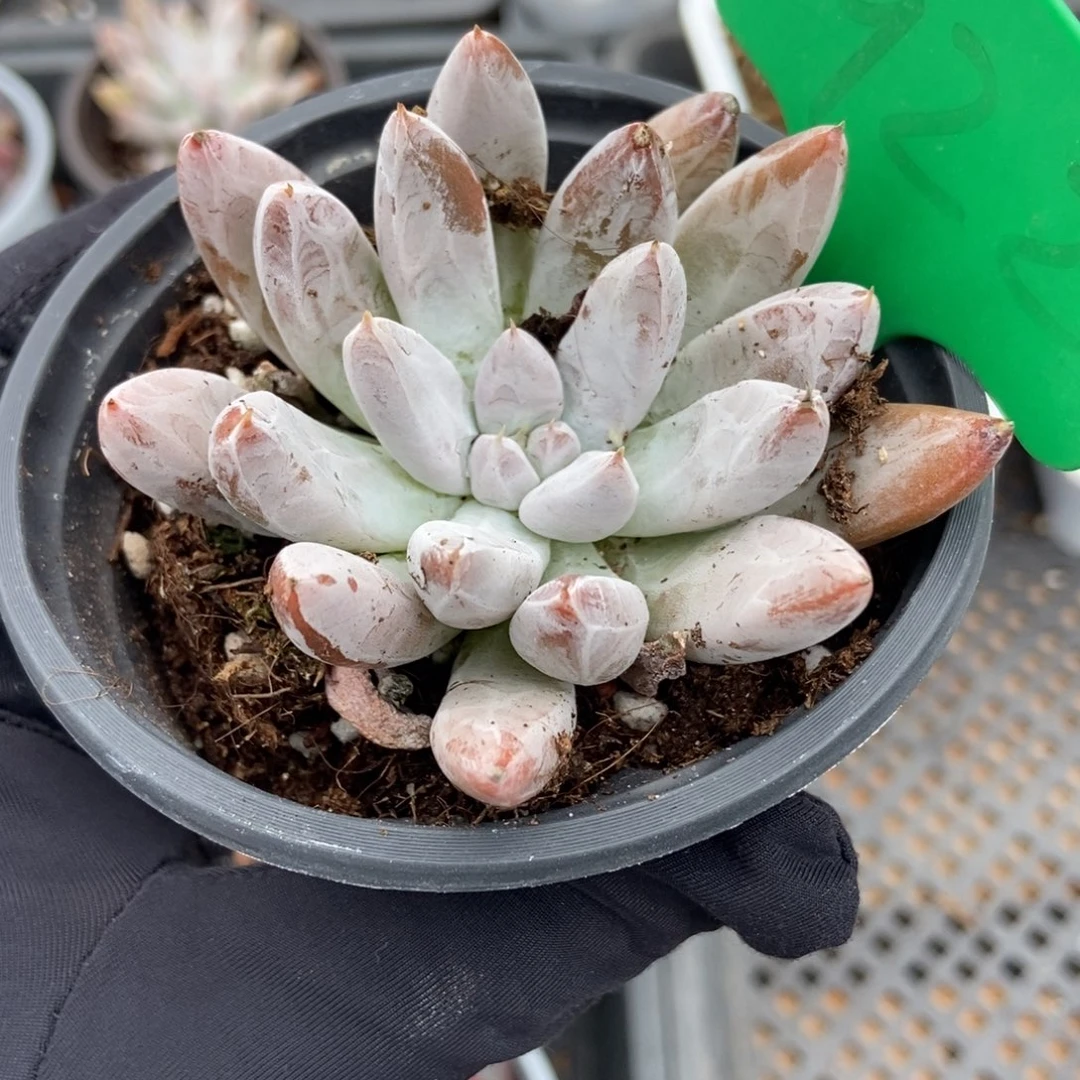 922杜里万多肉植物