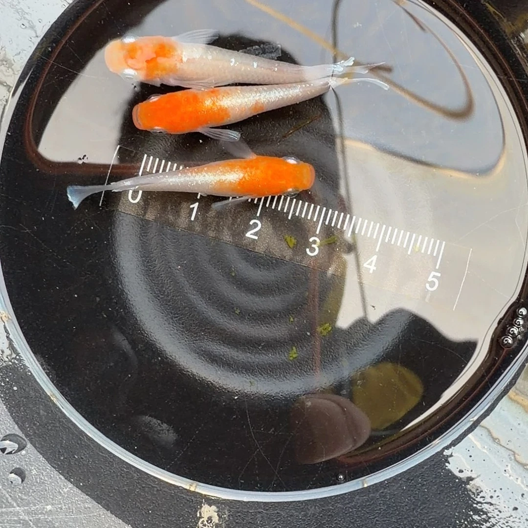 青鳉鱼观背青鳉20