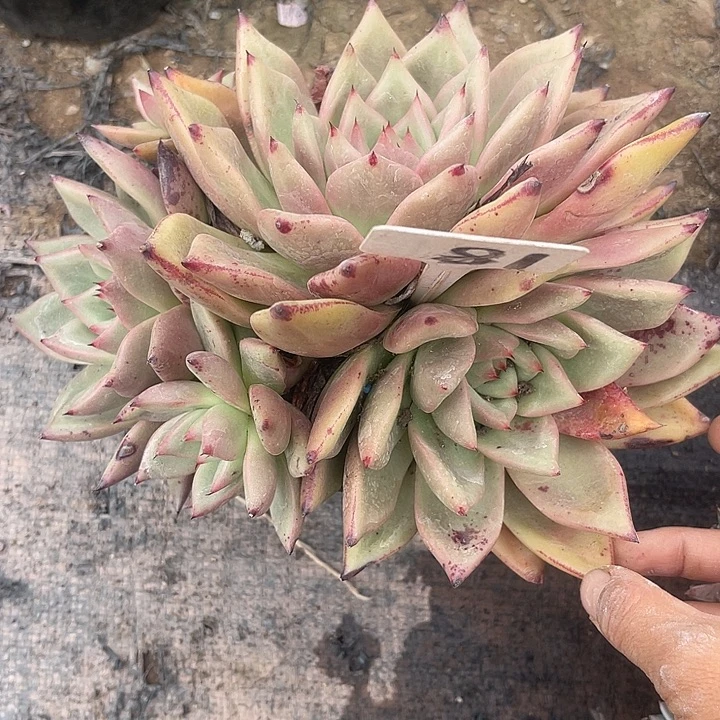 晨语多肉，一物一拍红颜蜜语81