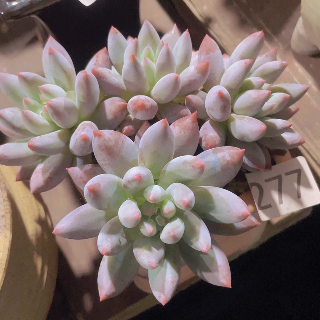 所罗门多肉多肉多