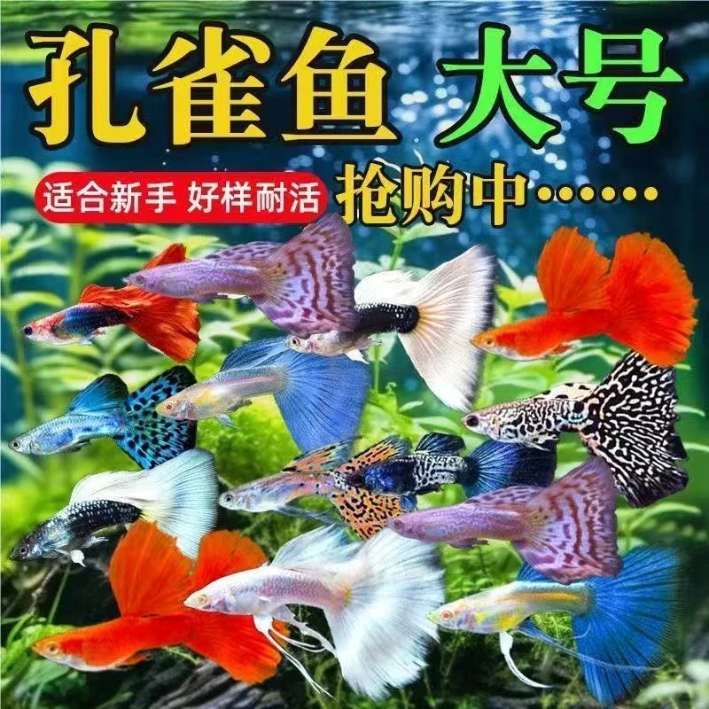 孔雀鱼观赏鱼活体热带小型淡水冷水好养耐活金鱼凤尾鱼苗宠物孕母