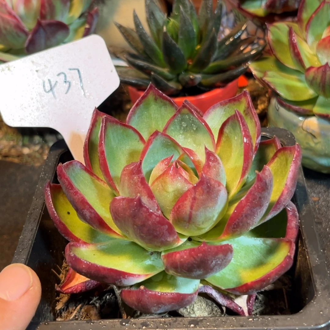 惊鸿仙子多肉植物437
