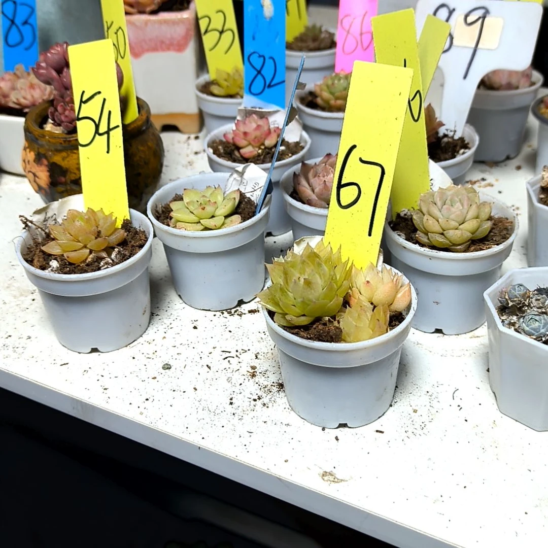 满6元包邮，#麦秆十颗随机小小小