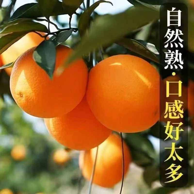 正宗湖南石门纽荷尔脐橙当季新鲜采摘水果清甜多汁